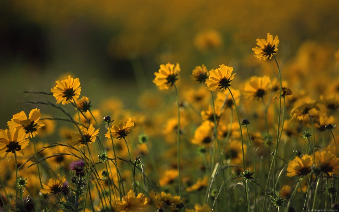 A field of vibrant yellow flowers with blurred green and yellow background.