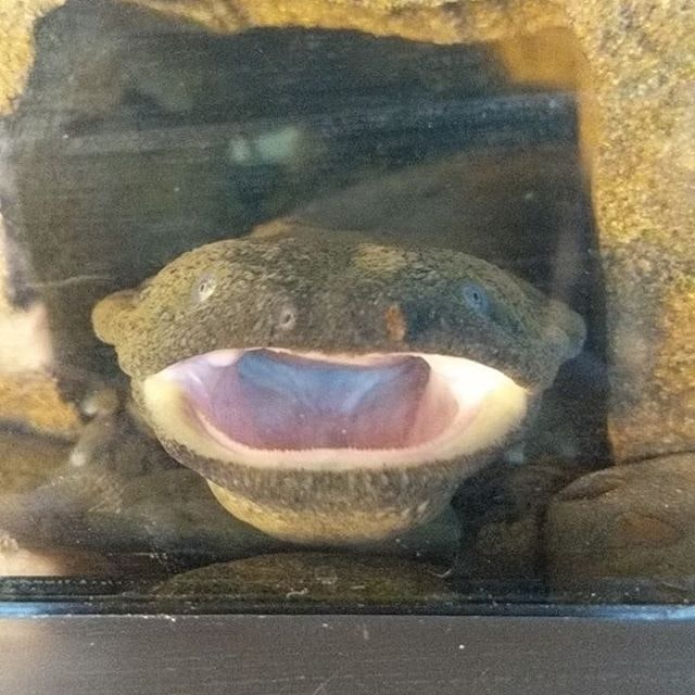 A smiling amphibian with its mouth open wide, possibly a frog or toad, behind glass.