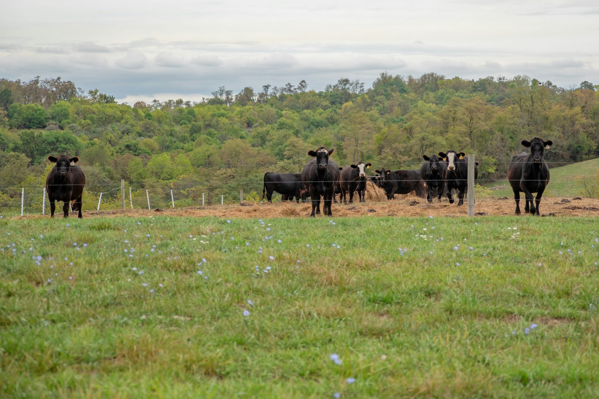 Cows standing in a green pasture with trees in the background, separated by a wire fence.