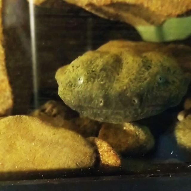 A camouflaged frog partially submerged in water, blending with the surrounding rocks.