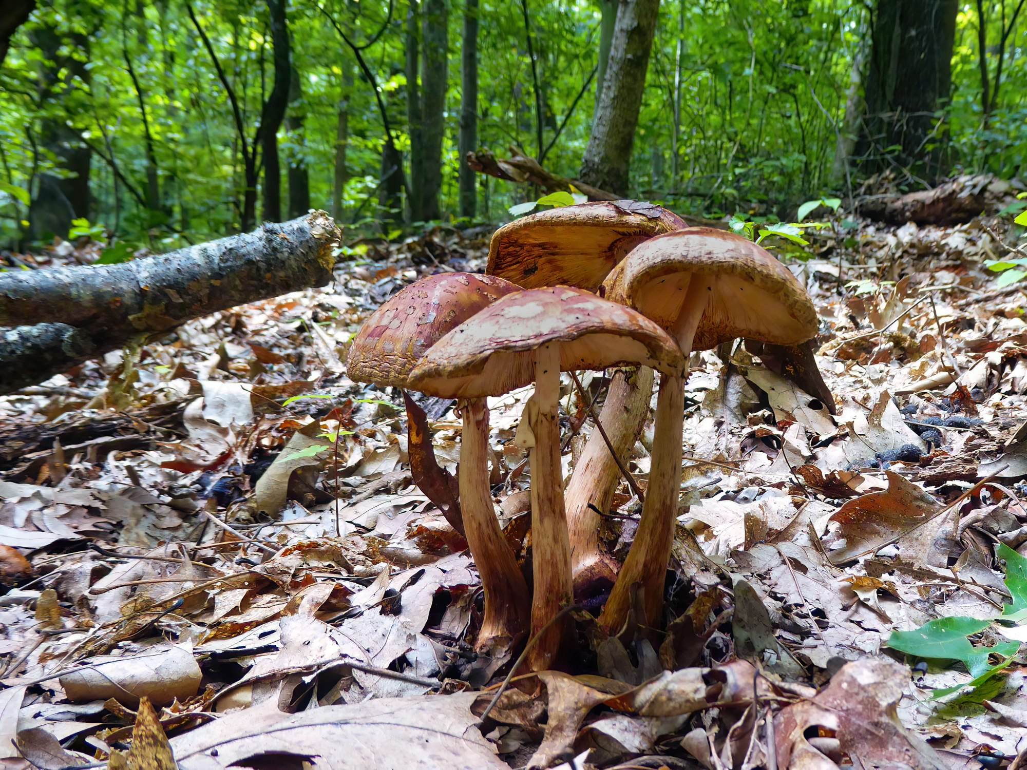Mushrooms growing on the forest floor surrounded by fallen leaves and green foliage.