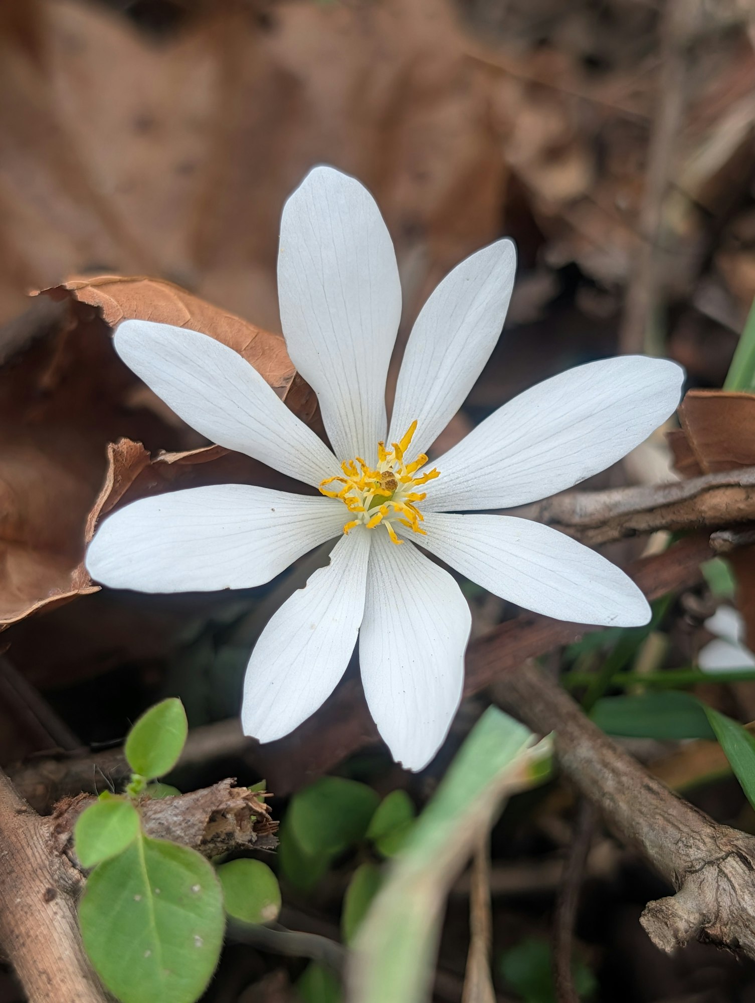 A close-up of a white flower with yellow stamens, surrounded by brown leaves and green plants.