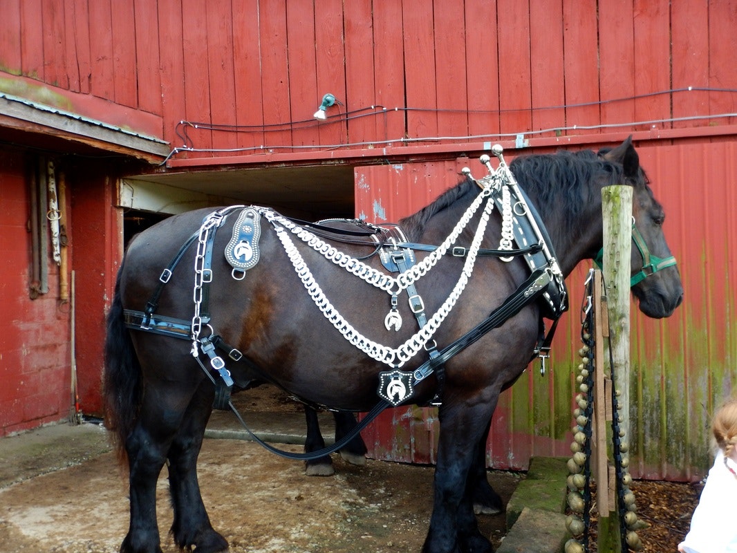 A black horse in decorative harnesses stands near a red barn.