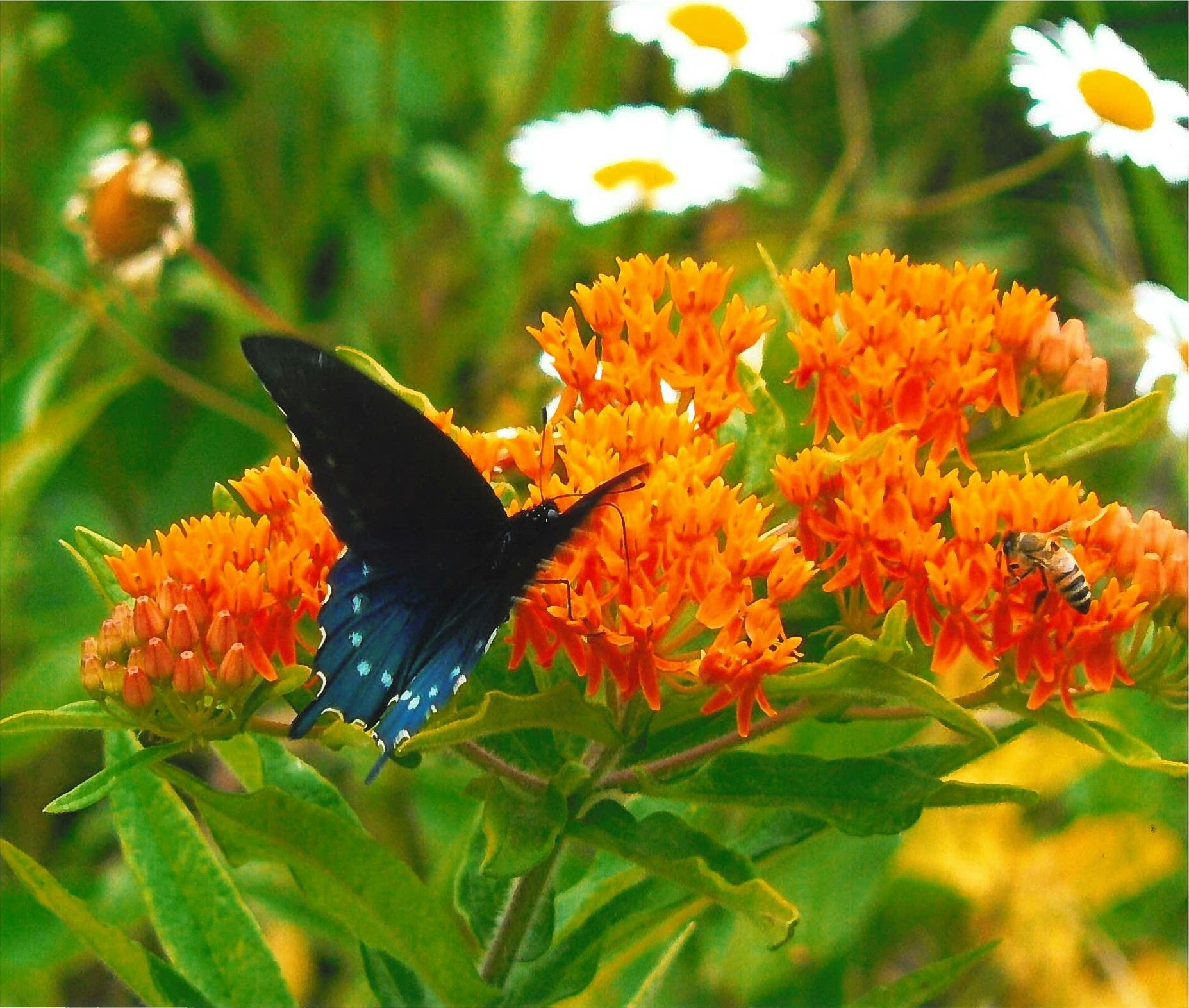 Butterfly and bee on vibrant orange flowers, with daisies in the blurred background.