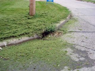 a patch of mowed grass near a street curb. grass clippings have been blown into the street