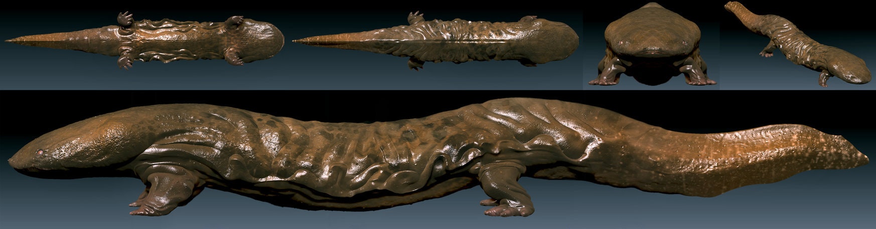 A digital 3D model of a large, textured salamander viewed from multiple angles.