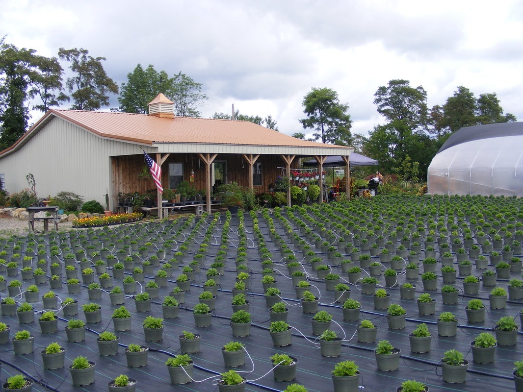 Rows of plants in pots outside a greenhouse and building, with an American flag on display.