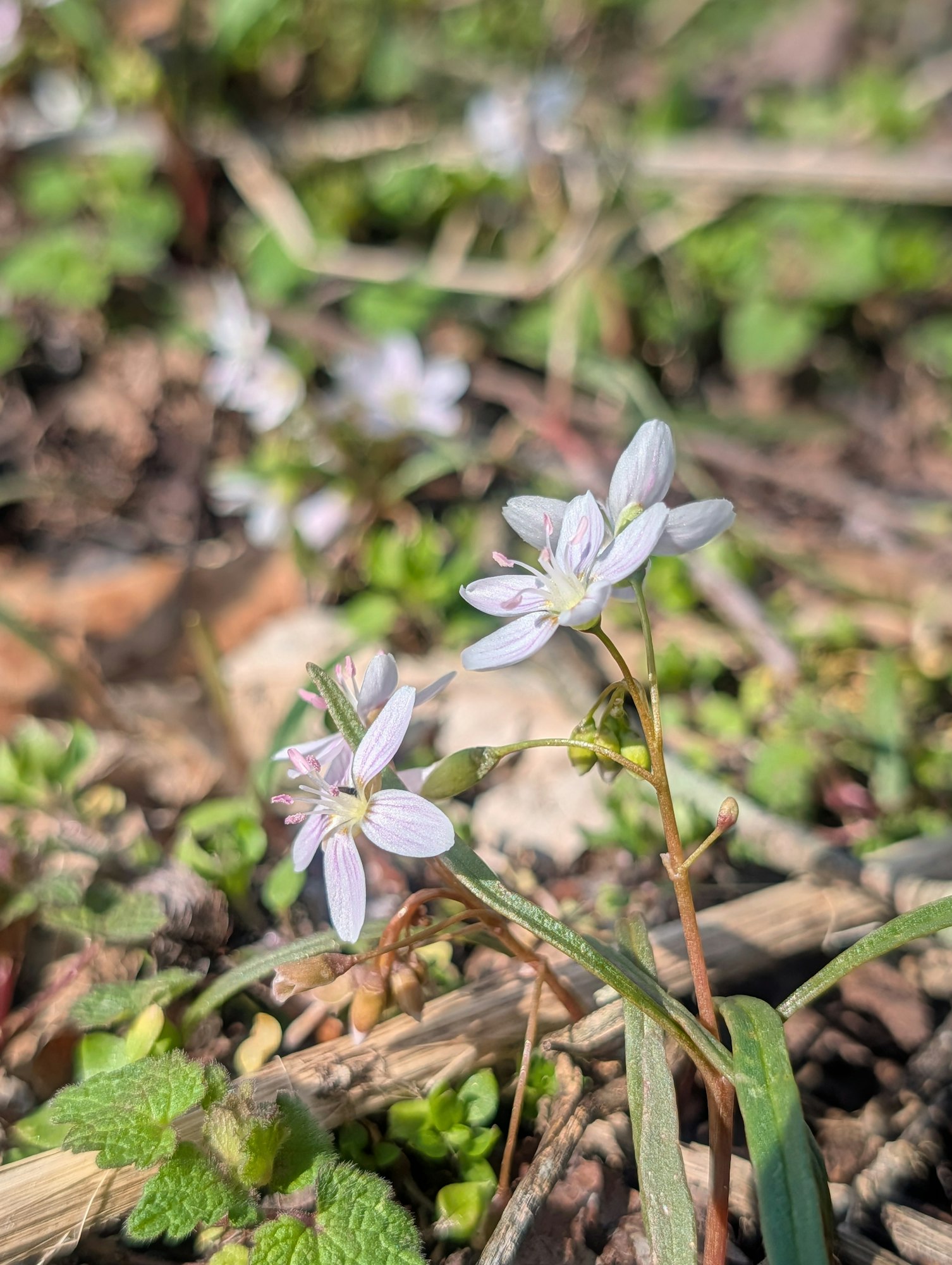 The image features delicate white flowers with pink accents growing among green leaves and a natural, earthy background.