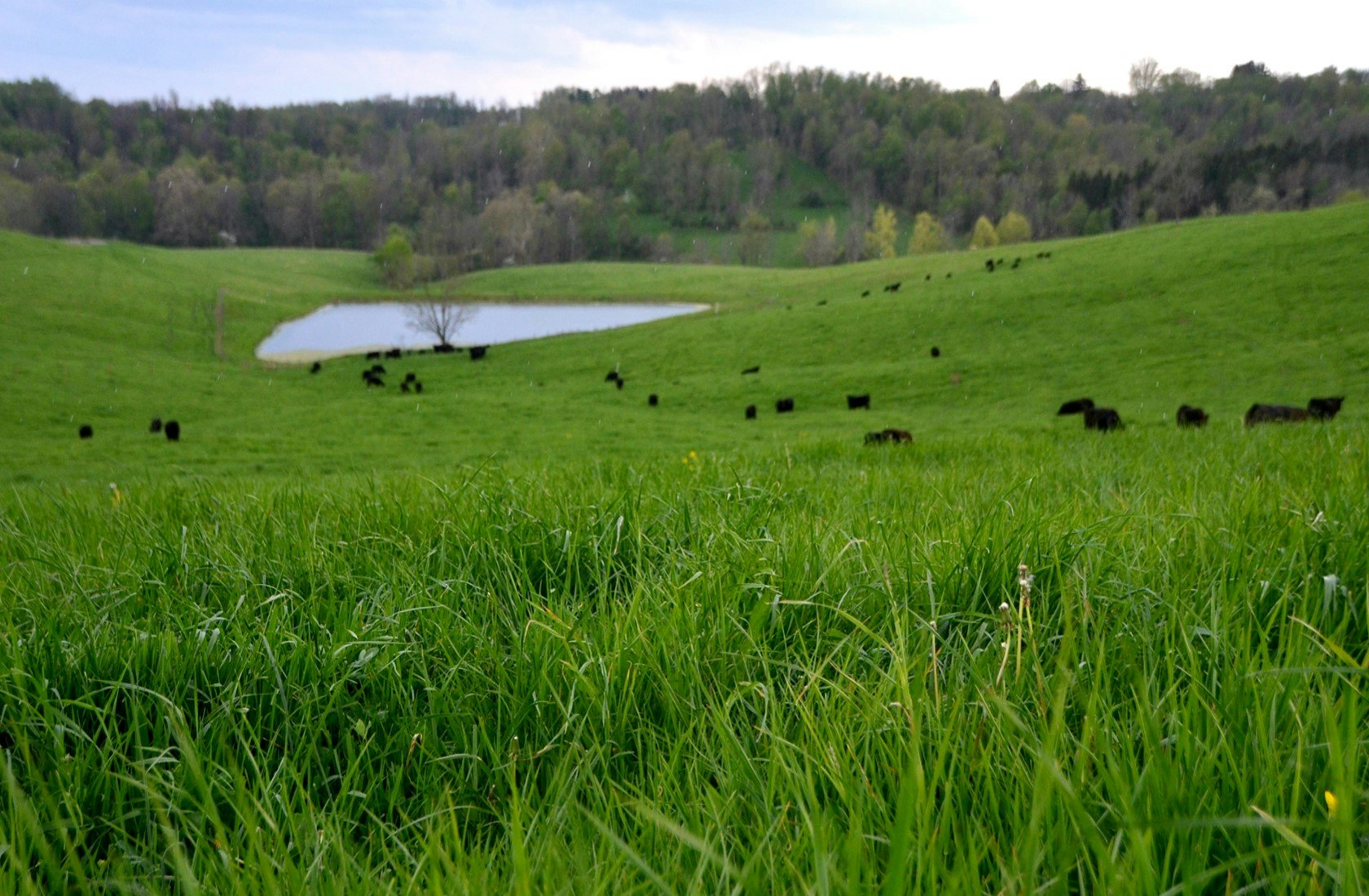 A lush green field with grazing cattle and a pond in the background.