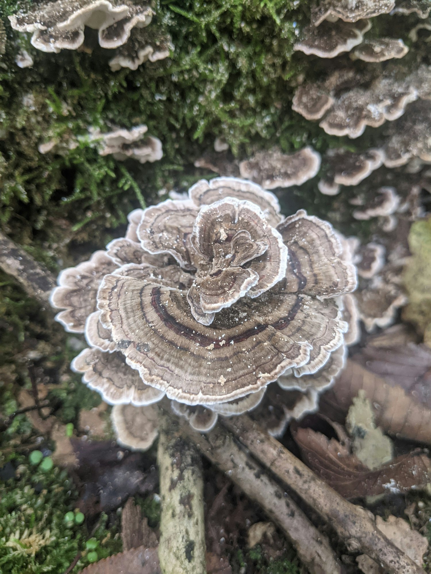 Brown and white layered mushrooms growing on moss-covered wood.