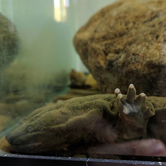 A salamander in an aquarium, partially hidden behind a rock with its foot visible.