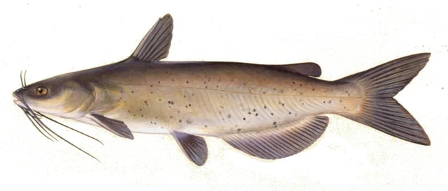 Illustration of a catfish with whisker-like barbels, a streamlined body, and distinct fins.