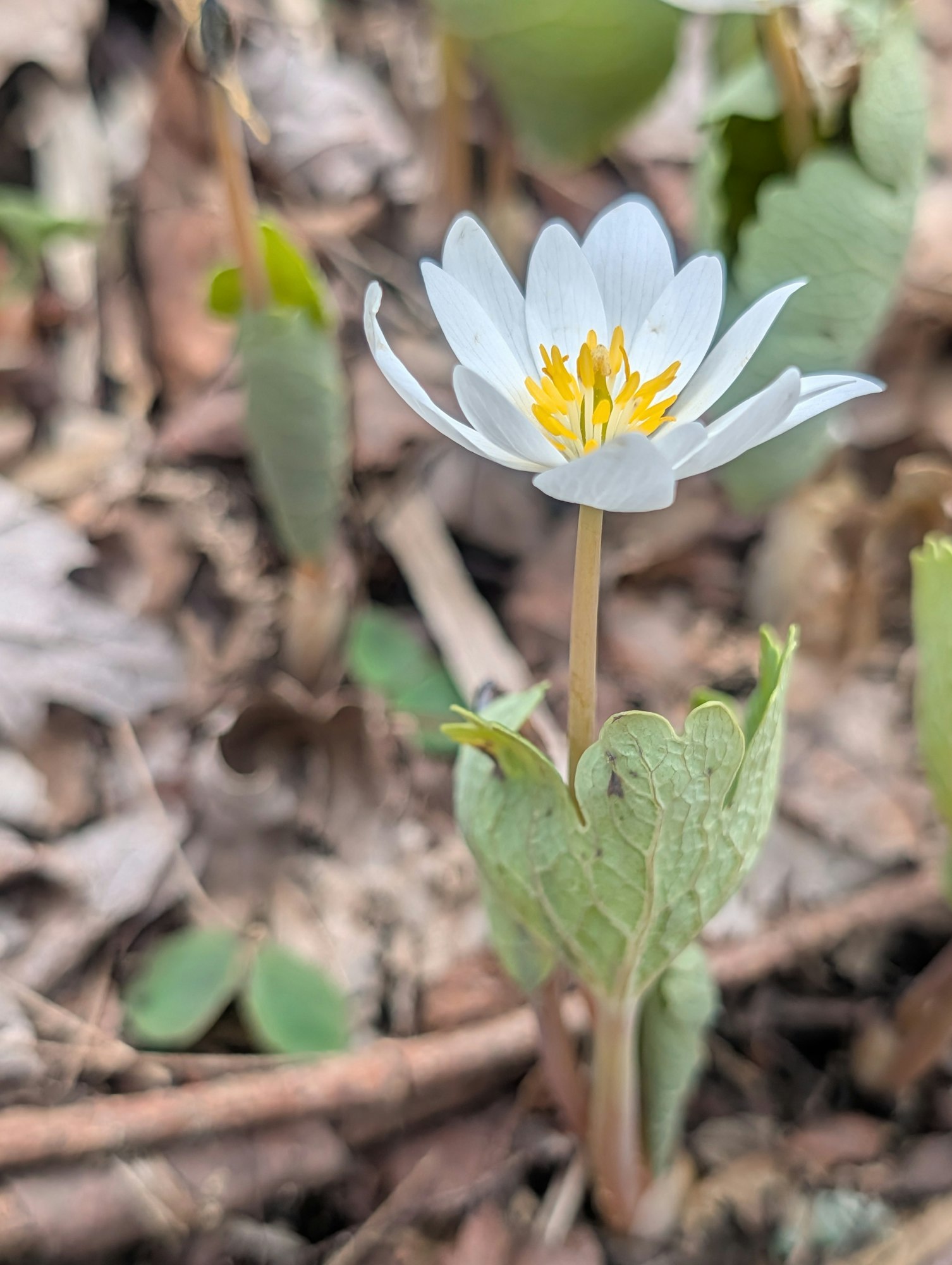 A single white flower with yellow stamens grows among green leaves and fallen brown leaves in a forest setting.