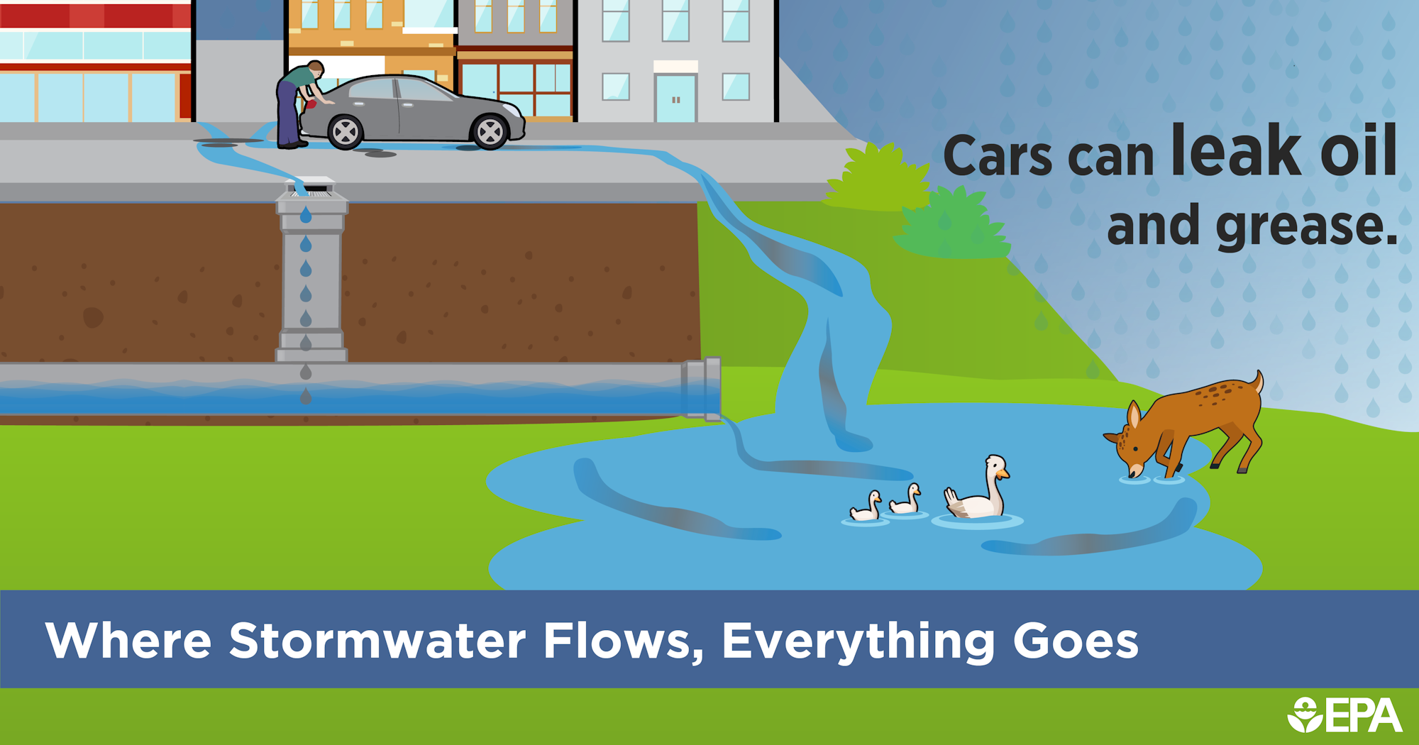 Cars leak oil into stormwater, affecting wildlife. "Where Stormwater Flows, Everything Goes." EPA.