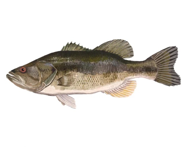 Illustration of a largemouth bass, a freshwater fish with a wide mouth and greenish scales.