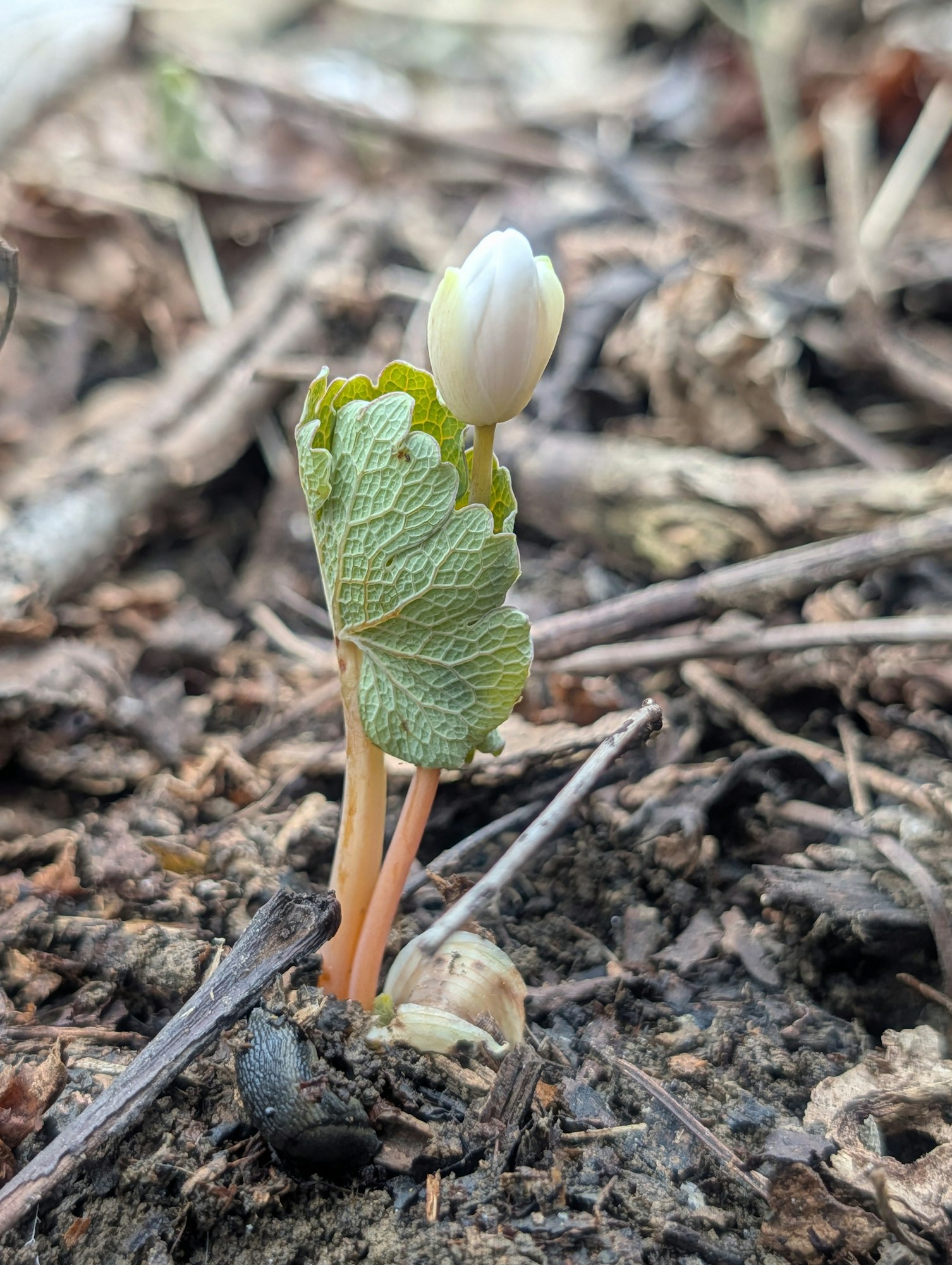 A small plant with fresh green leaves and a white flower bud, emerging from dark, rich soil among twigs and debris.
