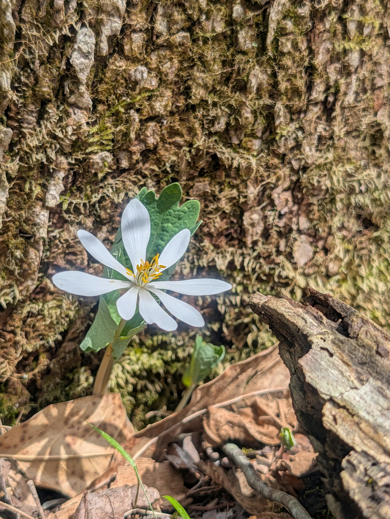 A delicate white flower grows at the base of a textured tree trunk, surrounded by fallen leaves and greenery.