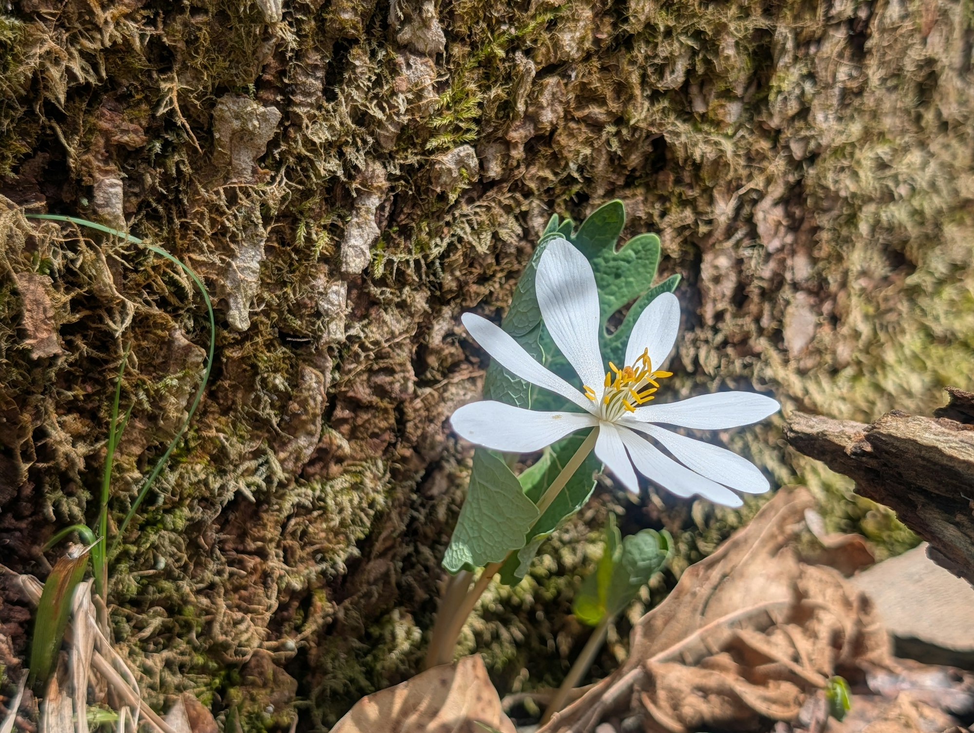 A delicate white flower with yellow stamens grows beside a textured tree trunk, surrounded by brown leaves and green grass.