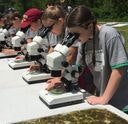 People looking through microscopes outdoors at a table.