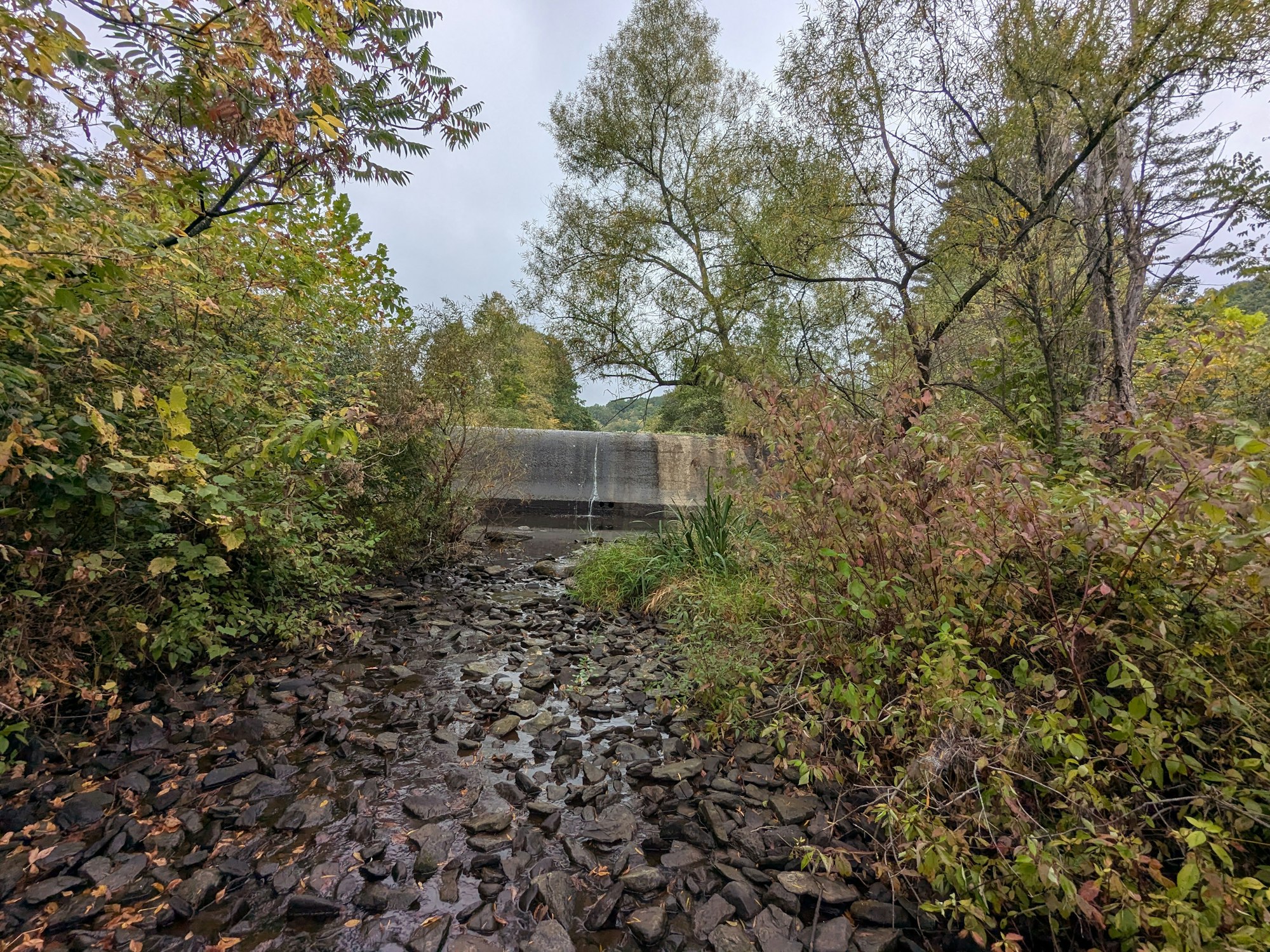 A small waterfall over a concrete dam surrounded by lush, green foliage and rocks.