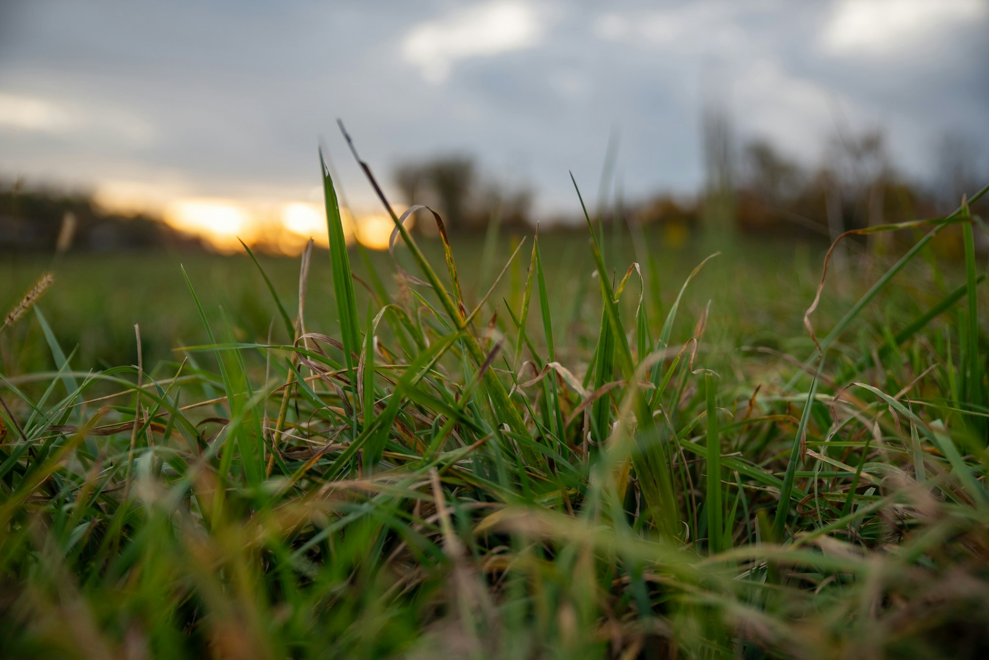 Close-up of green grass with a blurred sunset in the background.