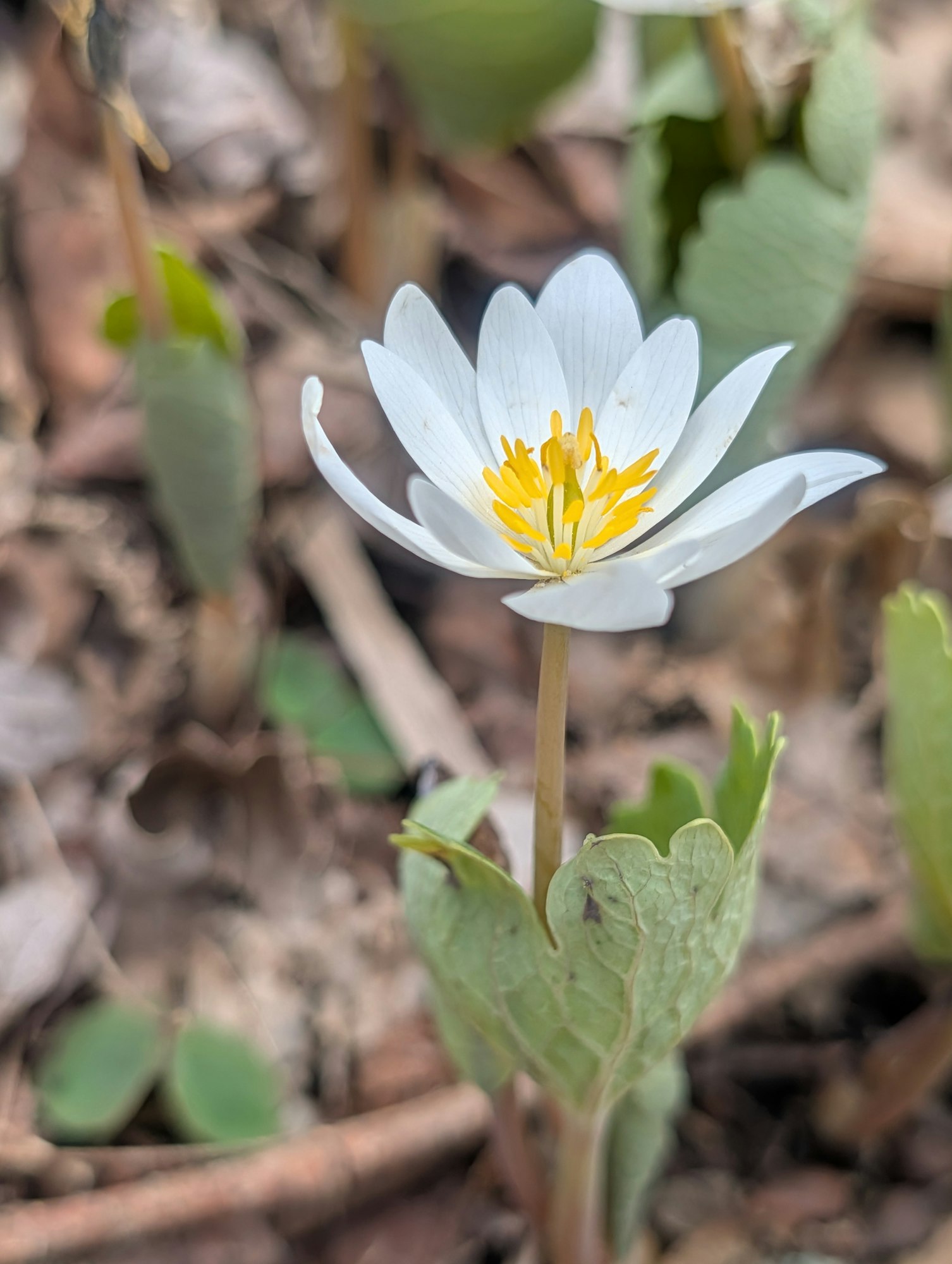 A close-up of a white flower with yellow center, surrounded by green leaves and brown foliage, signaling spring growth.