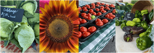 Cabbage, sunflower, tomatoes, and peppers displayed at a market.