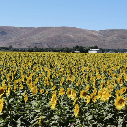 May contain: flower, plant, sunflower, and field