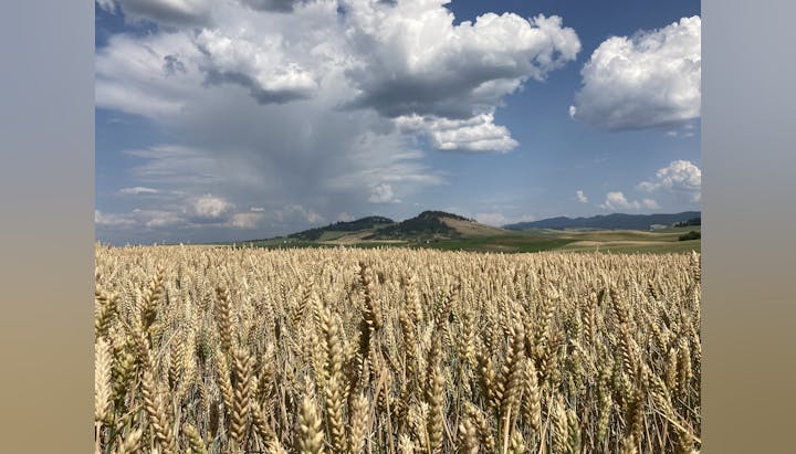 May contain: nature, outdoors, sky, field, cloud, wheat. SCC 2023 Photo Contest entry.