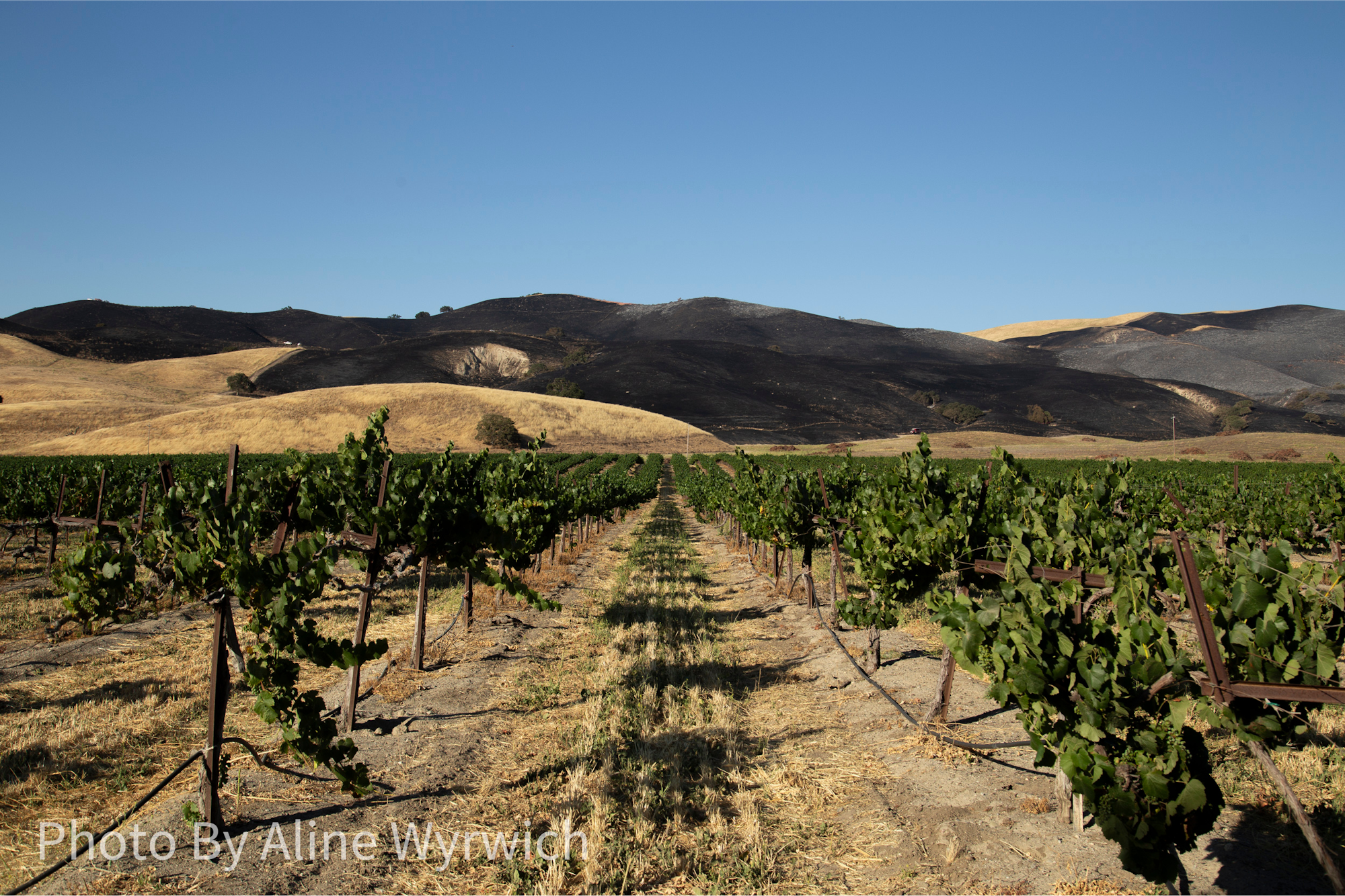 Vineyard rows and vehicles are threatened by the swift moving blaze in the background.