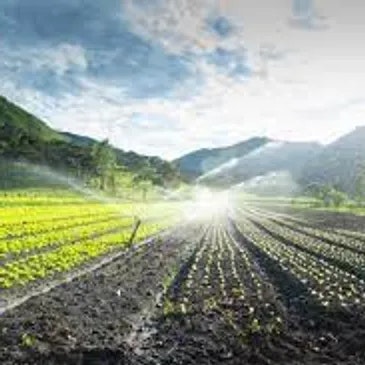 A sunny landscape with structured crop rows and greenery, flanked by hills – a representation of agricultural serenity.