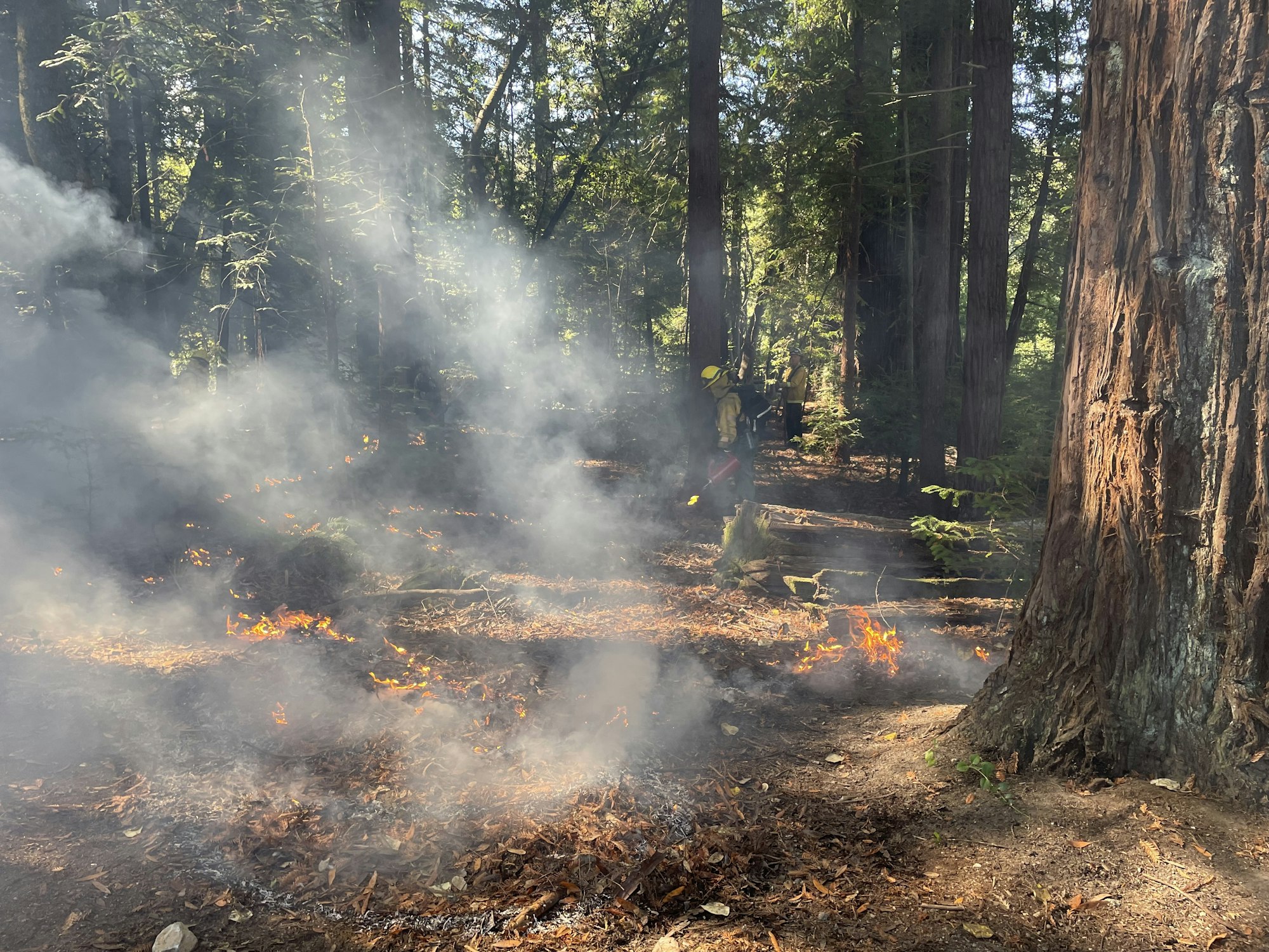 A controlled forest burn with smoke, small flames, and people in safety gear in the background.