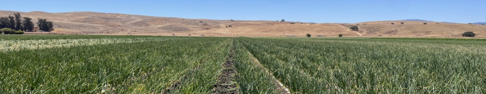 A vast field with rows of green crops under a clear blue sky, hills in the background.