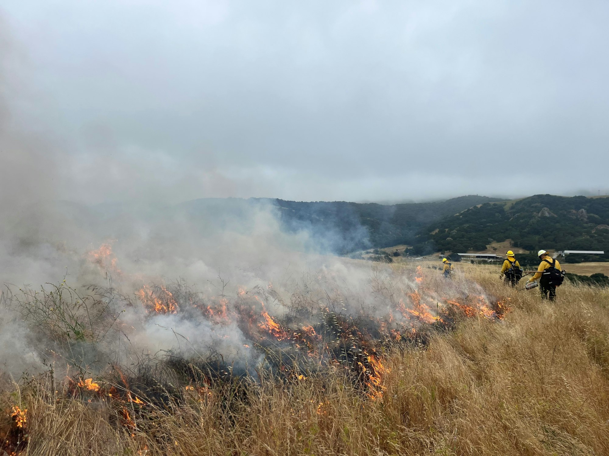 Prescribed fire being lit with drip torches in a hilly grassland landscape.