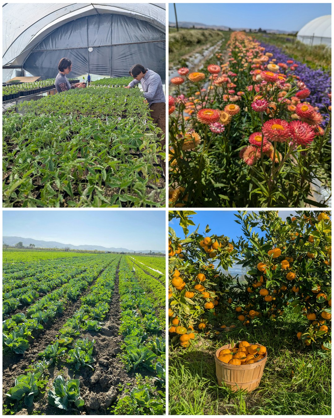 The image showcases a farm with people tending to seedlings, vibrant flowers, rows of crops, and a harvest of oranges in a basket.