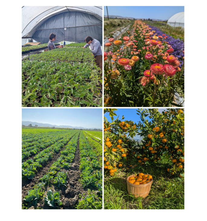 The image shows farming activities: planting seedlings, vibrant flowers, rows of crops, and an orange tree with harvested fruit.