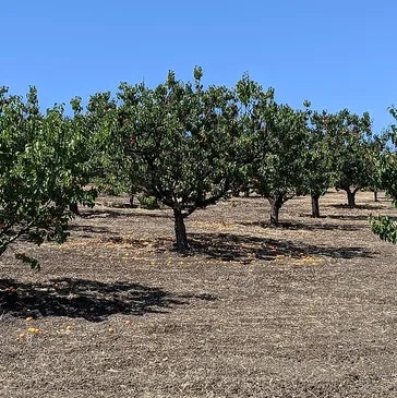 Orchard with rows of fruit trees under a clear sky.