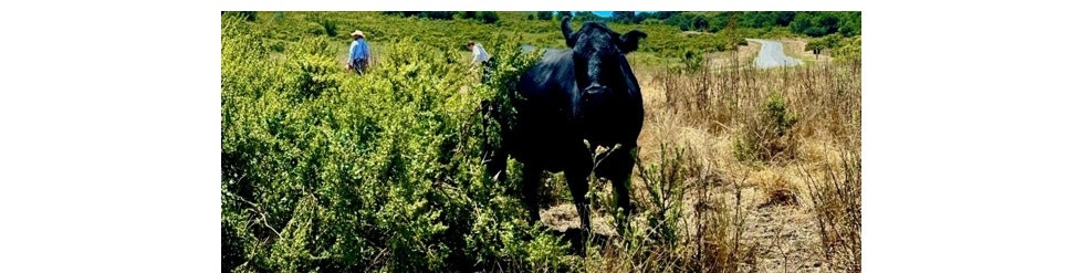 A black cow stands among green bushes with two people walking in the background on a sunny day.