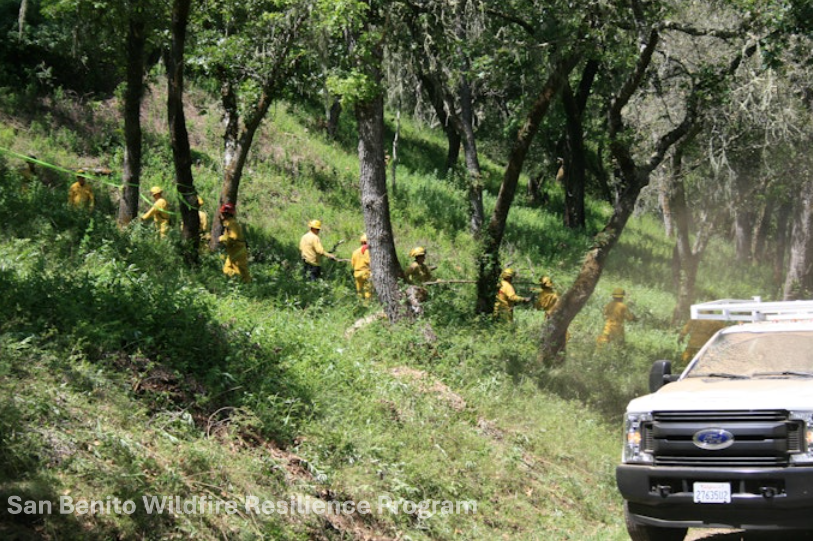 People in yellow uniforms working in a forest area, with a white truck nearby.