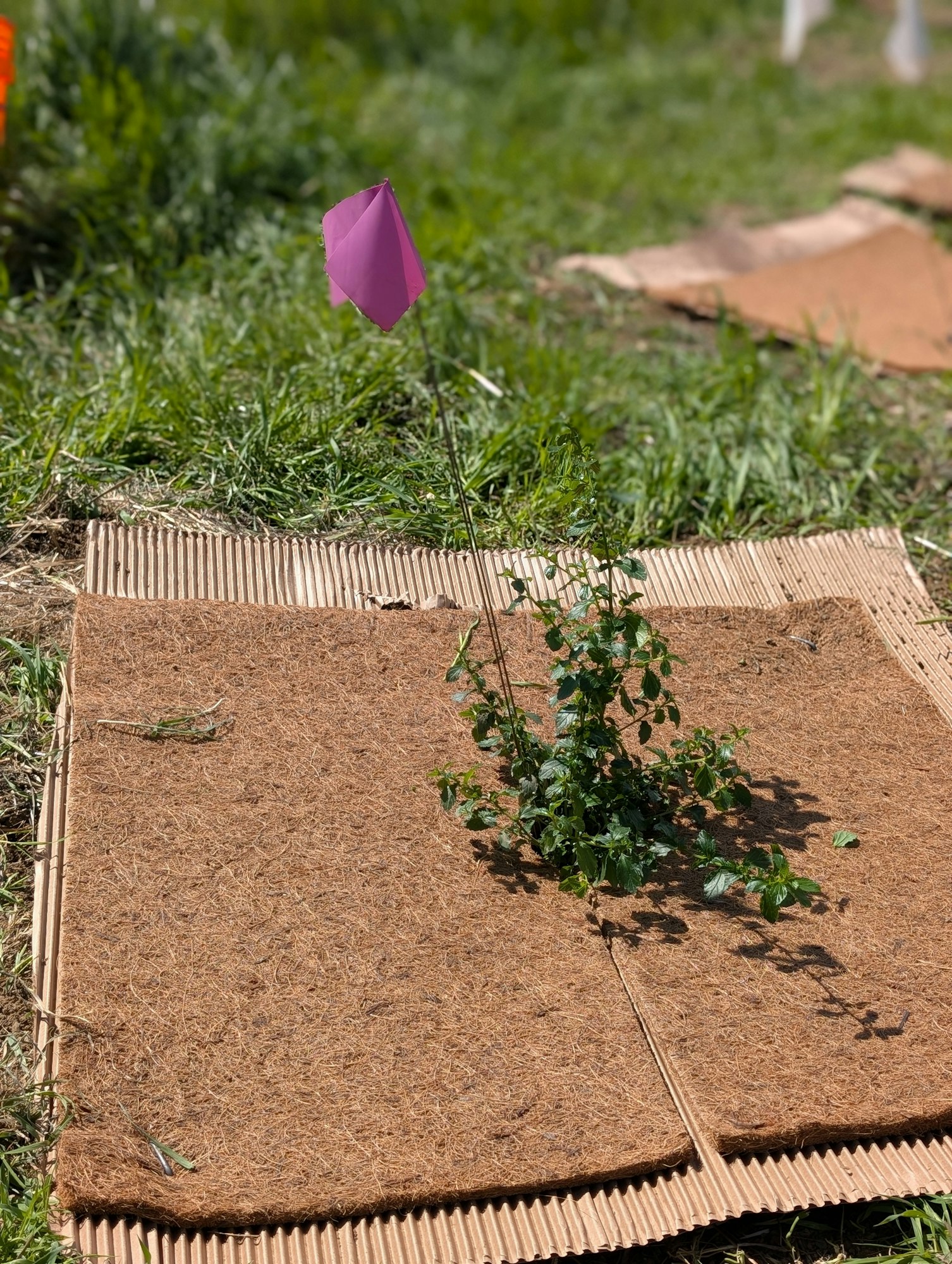 A young plant growing through a biodegradable mat, marked with a purple flag, on a grassy area.