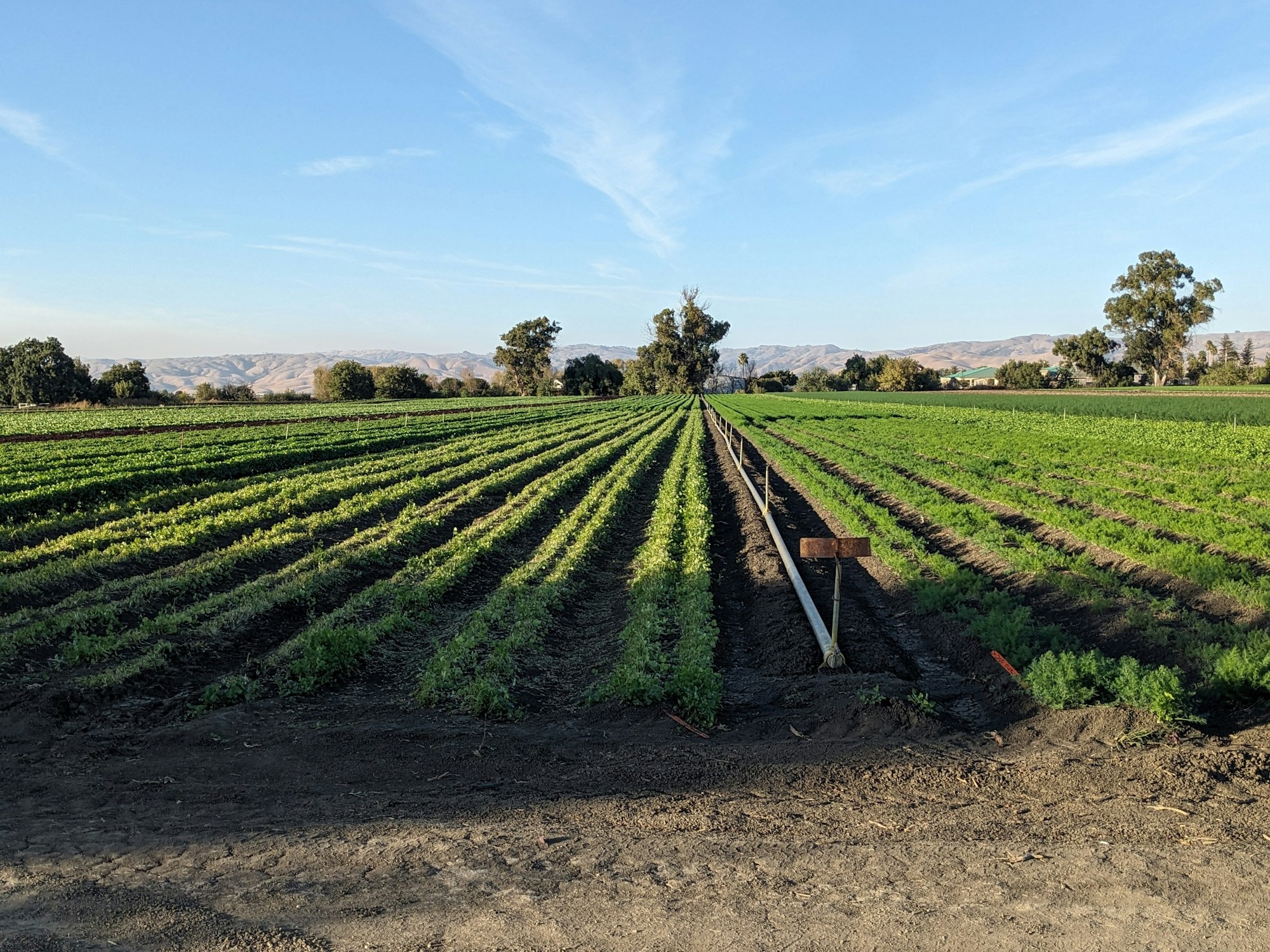 Rows of green crops in a field with hills and trees in the background under a clear blue sky.