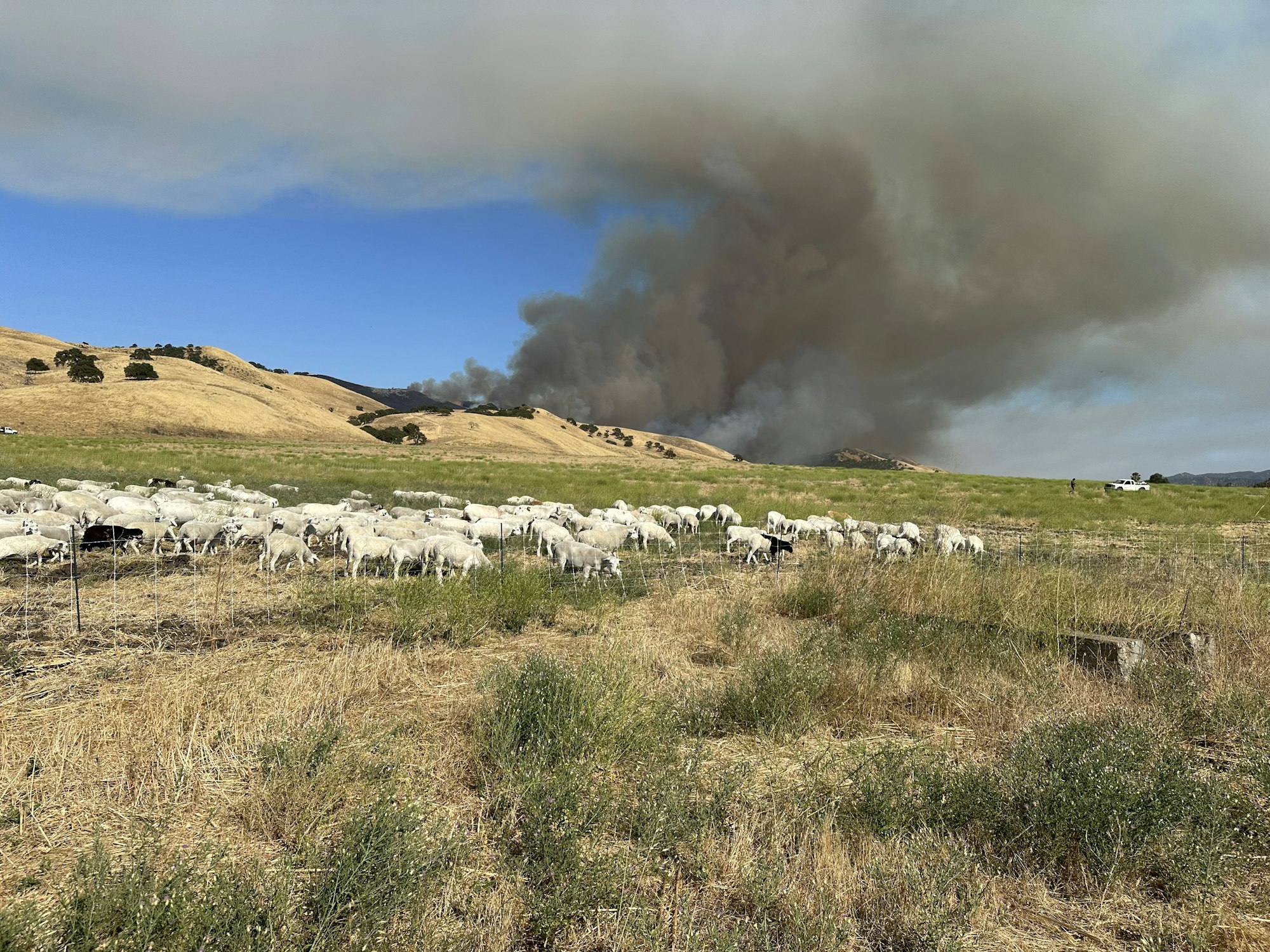 A herd of sheep grazing with a large wildfire smoke plume in the background.