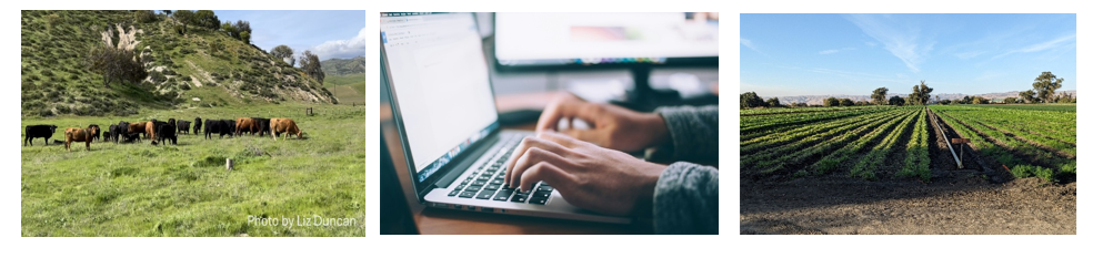 Cows grazing on a hill, hands typing on a laptop, and a field with rows of crops.