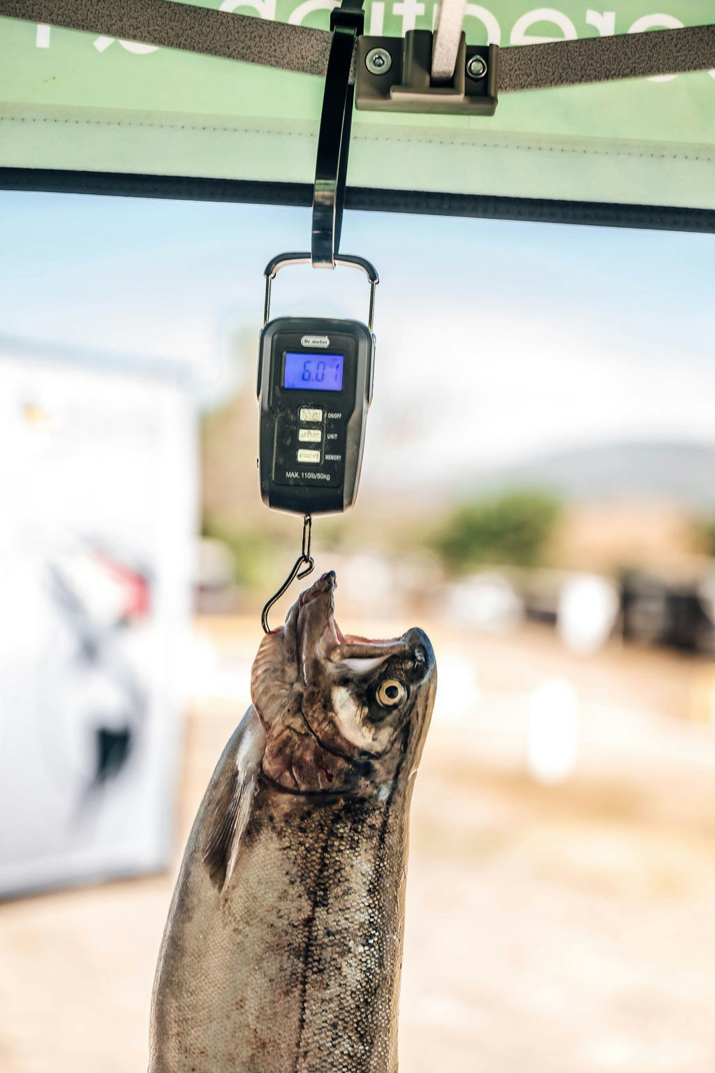 A fish hanging on a digital scale showing 6.0 lbs.