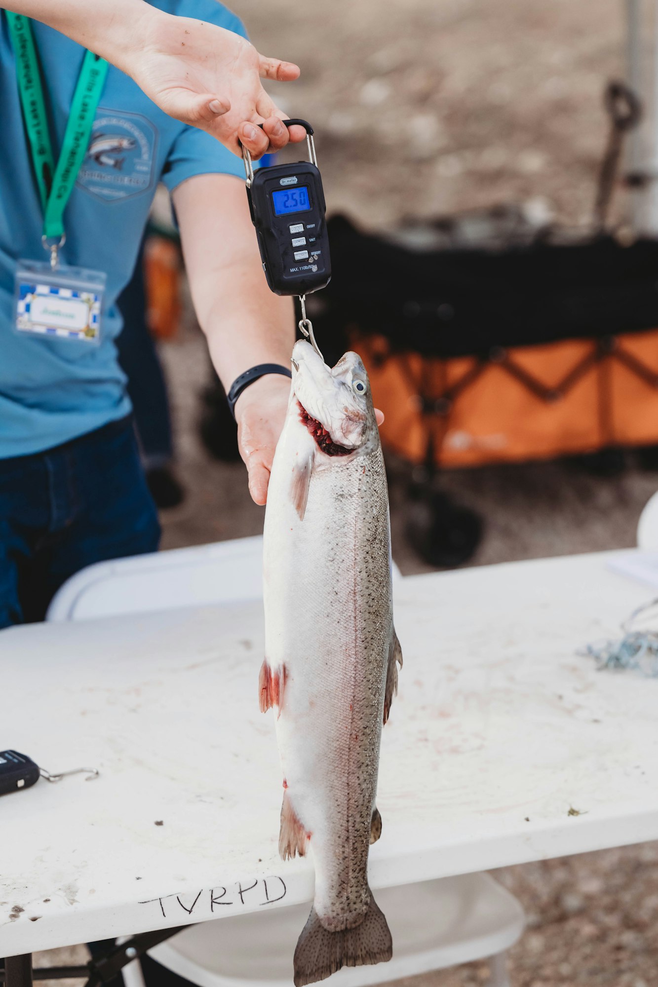 A fish being weighed on a digital scale showing 2.50.