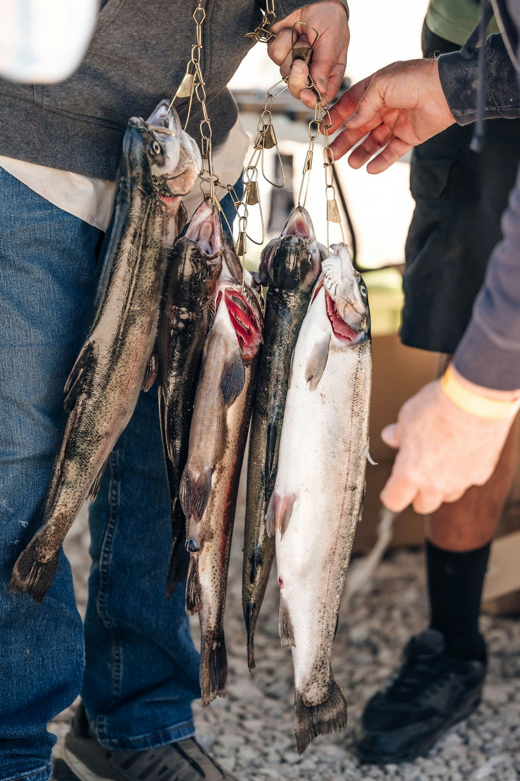 A string of caught fish being held by two people.