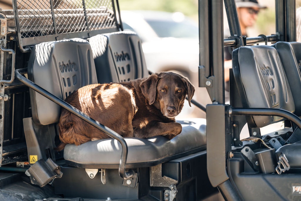 A brown dog resting on the seat of a utility vehicle.