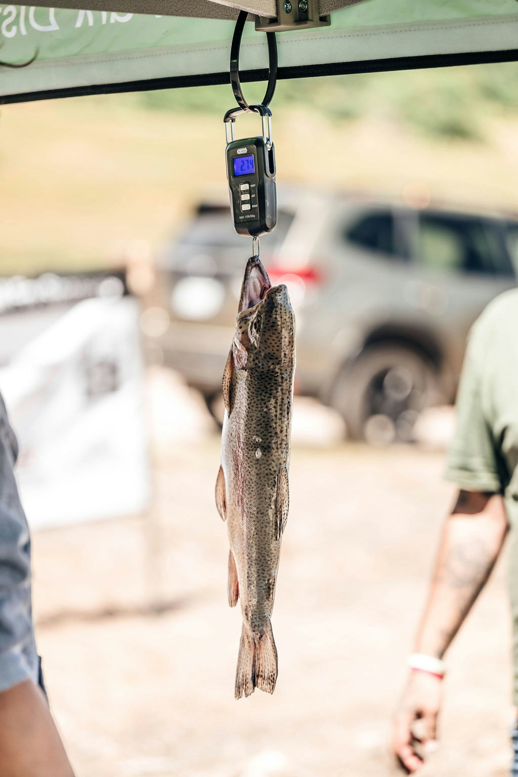 A fish hanging from a digital scale showing 2.74, with people and a vehicle in the background.