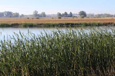 Tall grass by a calm body of water, with fields and trees in the background under a clear sky.