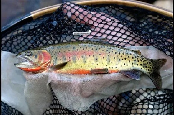 A colorful trout in a fishing net.